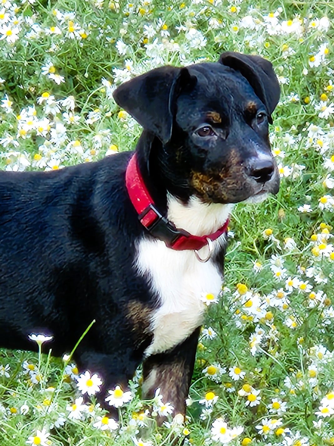 Chico | Helping Hands Rescue